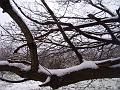 Tree patterns, Snow, Blackheath IMGP7535